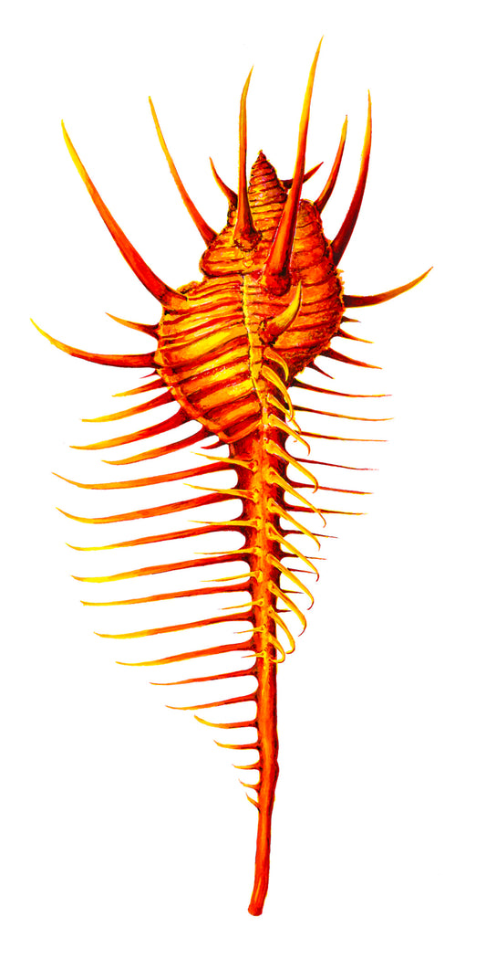 RED VENUS COMB MUREX - giclee print