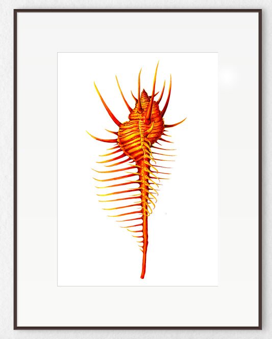 RED VENUS COMB MUREX SHELL - original watercolour