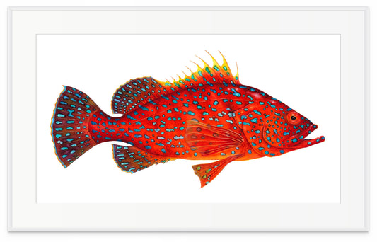 RED GROUPER - original watercolour