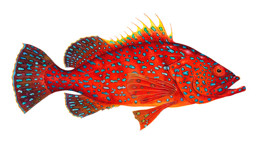 RED GROUPER - giclee print