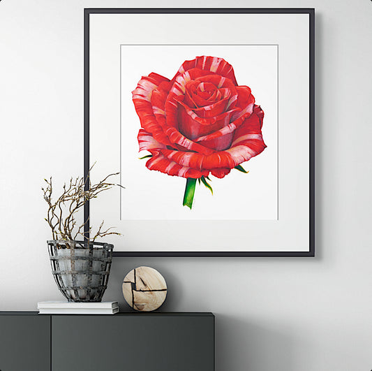 VARIEGATED RED ROSE - giclee print