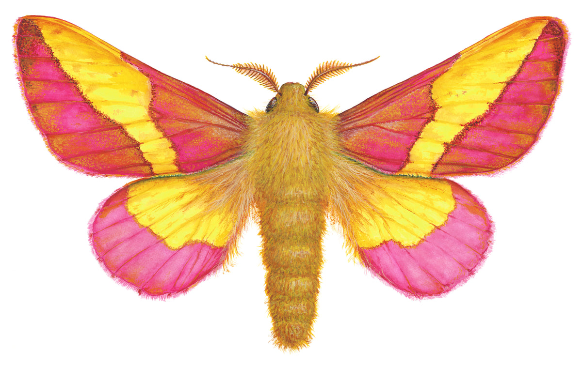 ROSY MAPLE MOTH - original watercolour