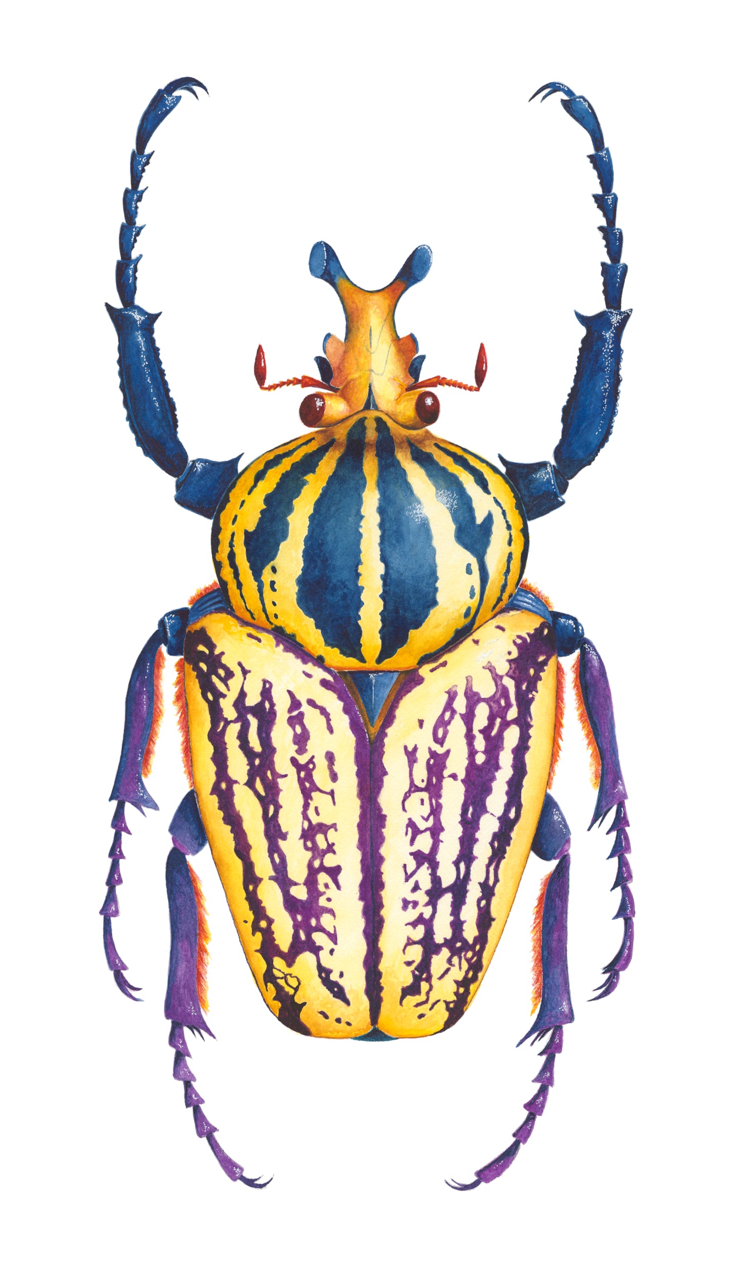 SCARAB BEETLE - original watercolour