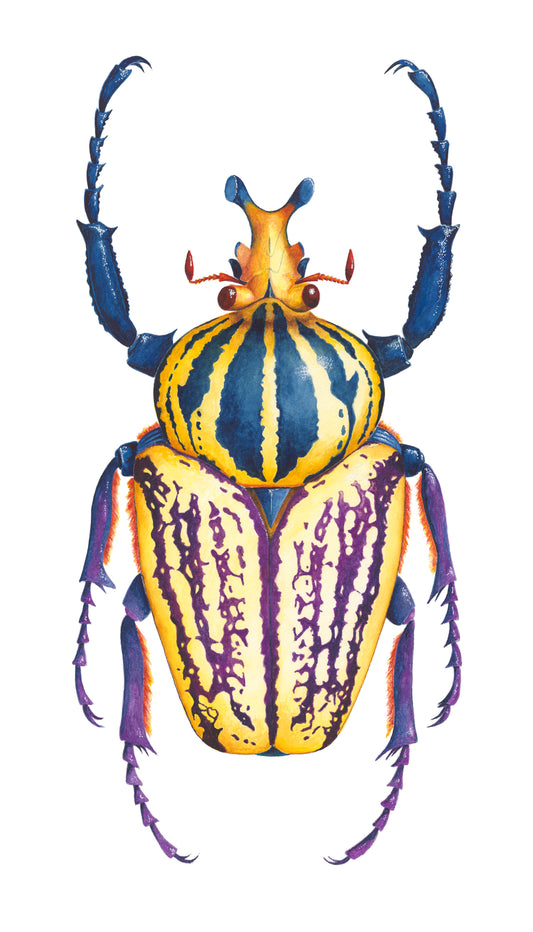 SCARAB BEETLE - original watercolour