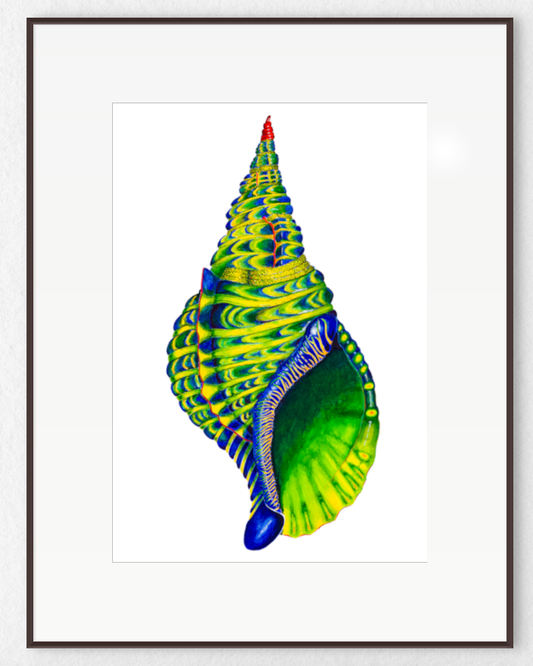 BLUE TRITON SHELL - giclee print