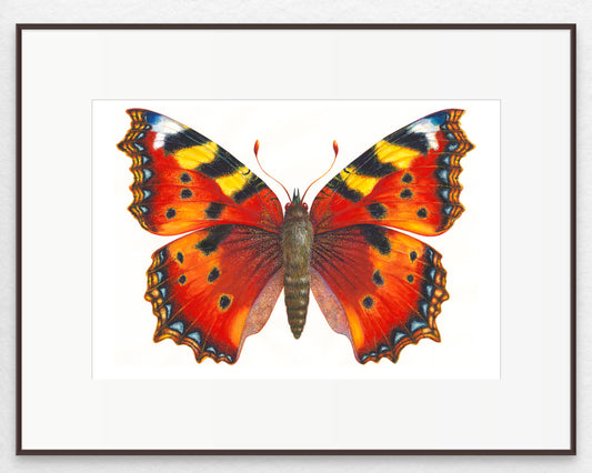 SMALL TORTOISESHELL BUTTERFLY - original watercolour
