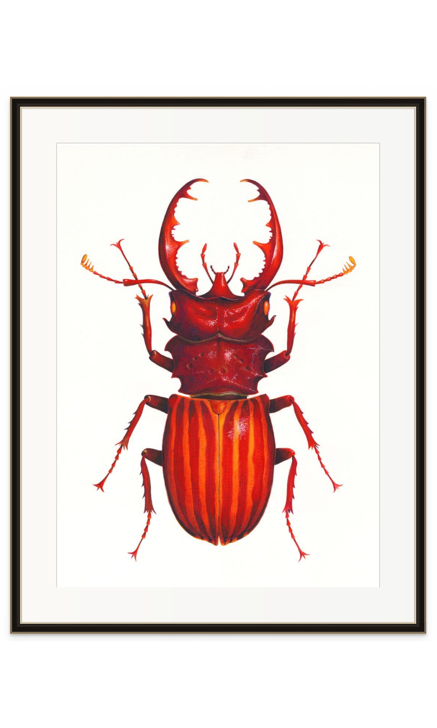 Red Stag Beetle - original watercolour