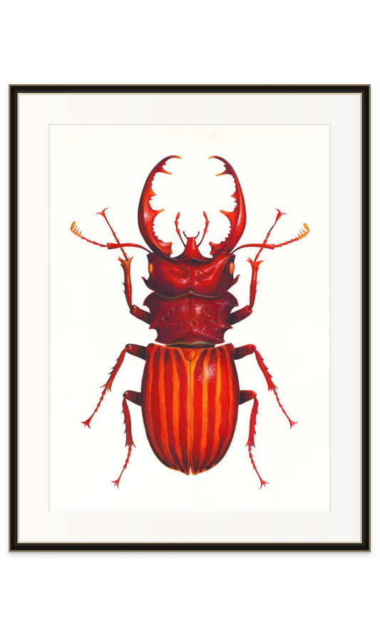 Red Stag Beetle - original watercolour