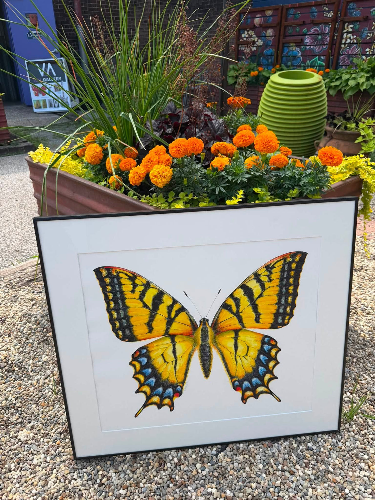 EASTERN TIGER SWALLOWTAIL new version - original watercolour