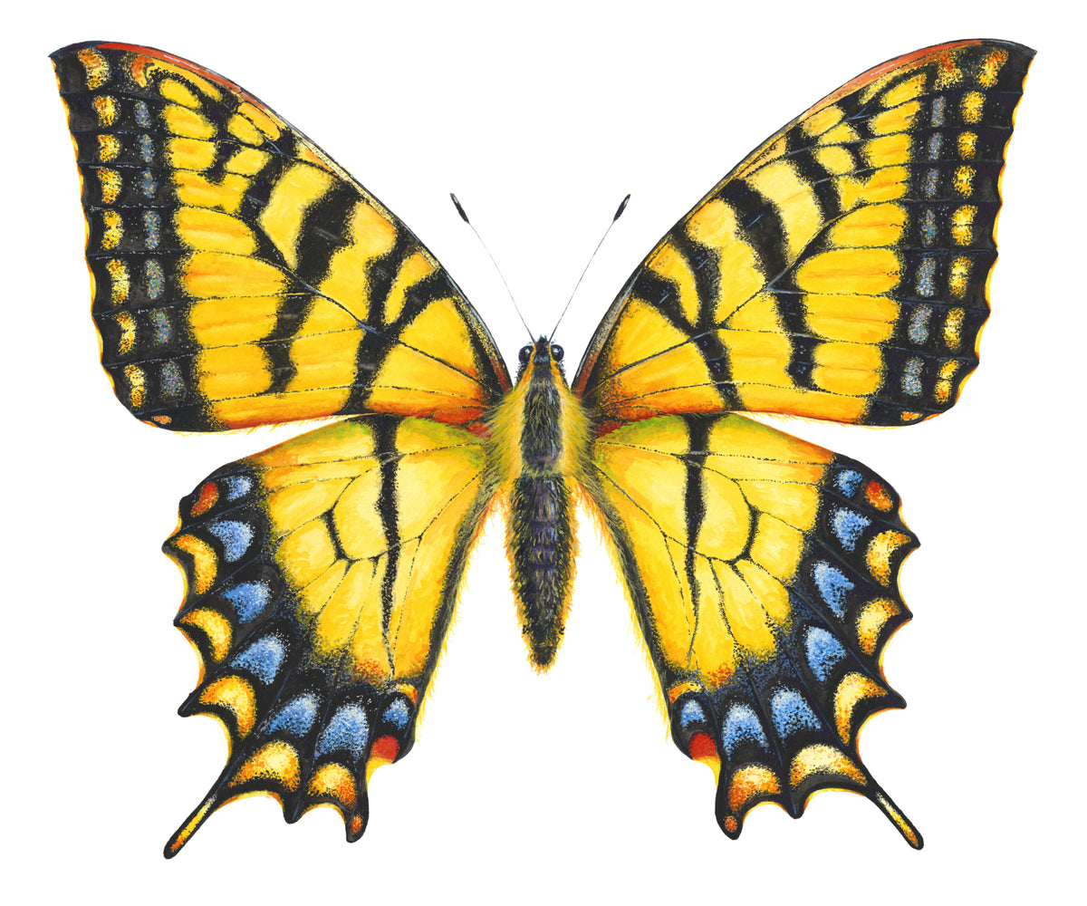 EASTERN TIGER SWALLOWTAIL - new version, original watercolour