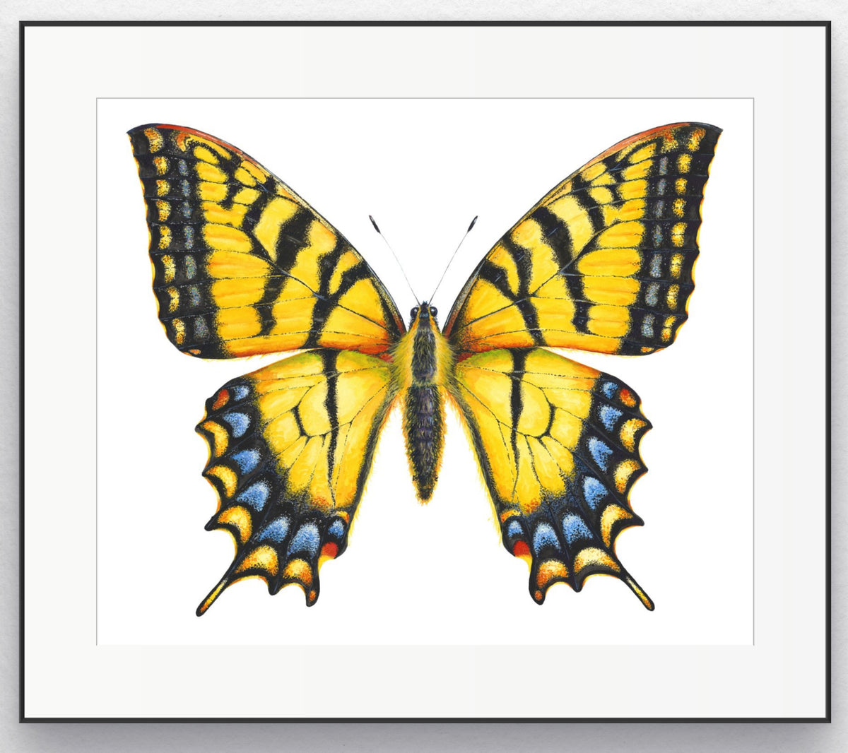 EASTERN TIGER SWALLOWTAIL - new version, original watercolour