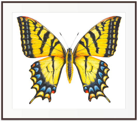 EASTERN TIGER SWALLOWTAIL - original watercolour