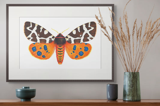GARDEN TIGER MOTH - giclee print