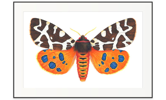 GARDEN TIGER MOTH - original watercolour