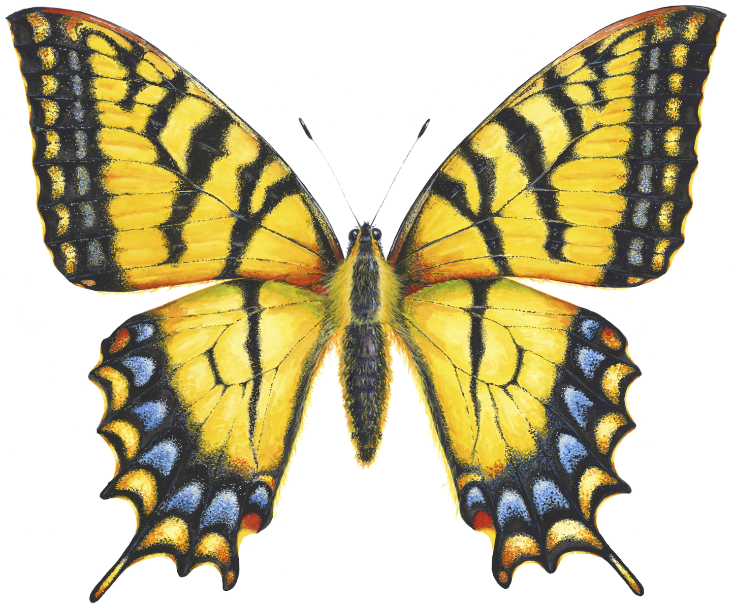EASTERN TIGER SWALLOWTAIL new version - original watercolour