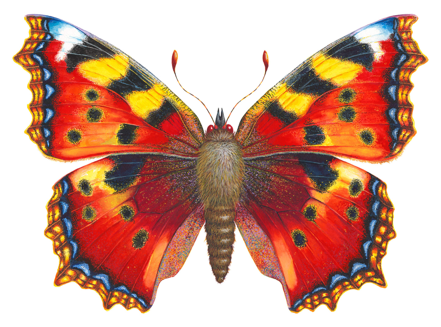 Small Tortoiseshell Butterfly vers 2 - original watercolour