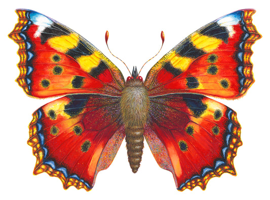 Small Tortoiseshell Butterfly vers 2 - original watercolour