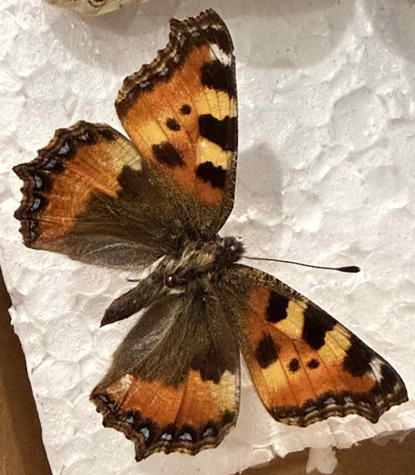 Small Tortoiseshell Butterfly - original watercolour