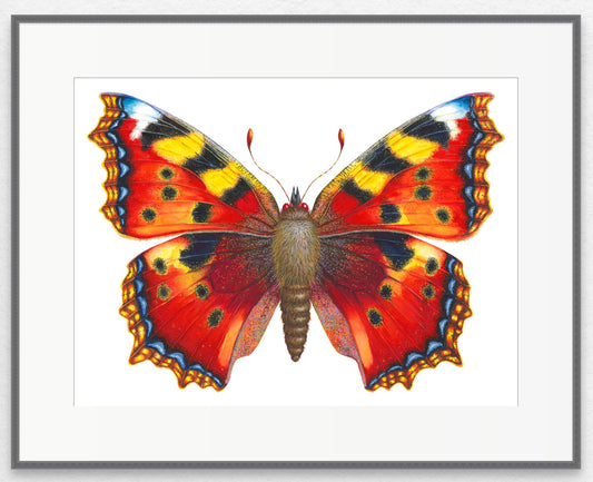 Small Tortoiseshell Butterfly vers 2 - original watercolour