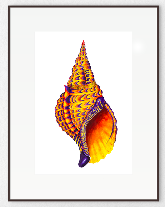 PURPLE TRITON SHELL - original watercolour