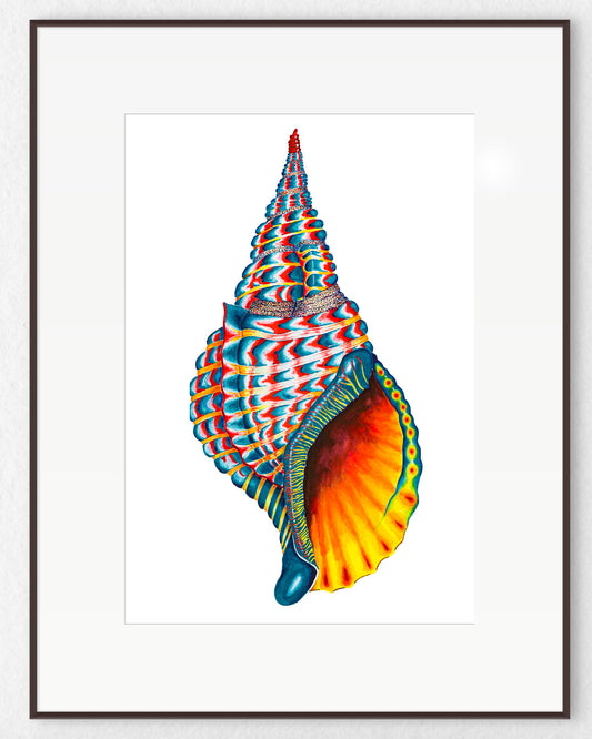 TEAL TRITON SHELL - original watercolour