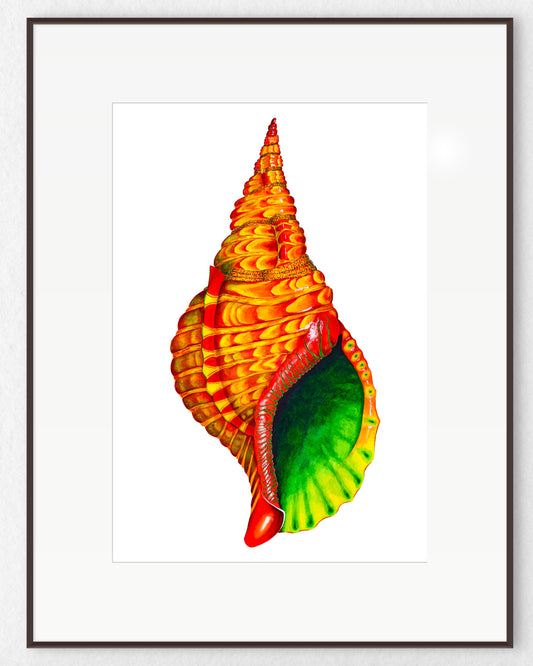 RED TRITON SHELL - giclee print
