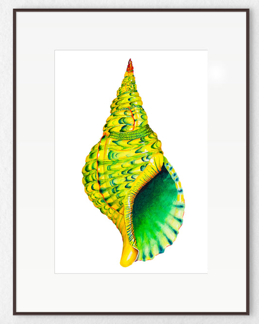 YELLOW TRITON SHELL - giclee print